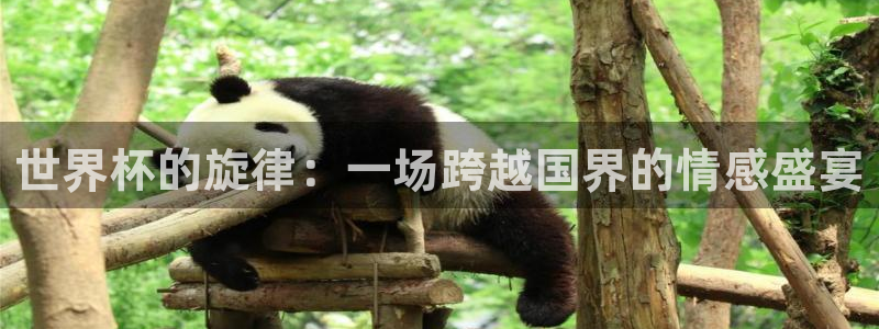 2026年世界杯对阵图：世界杯的旋律：一场跨越国界的情感盛宴